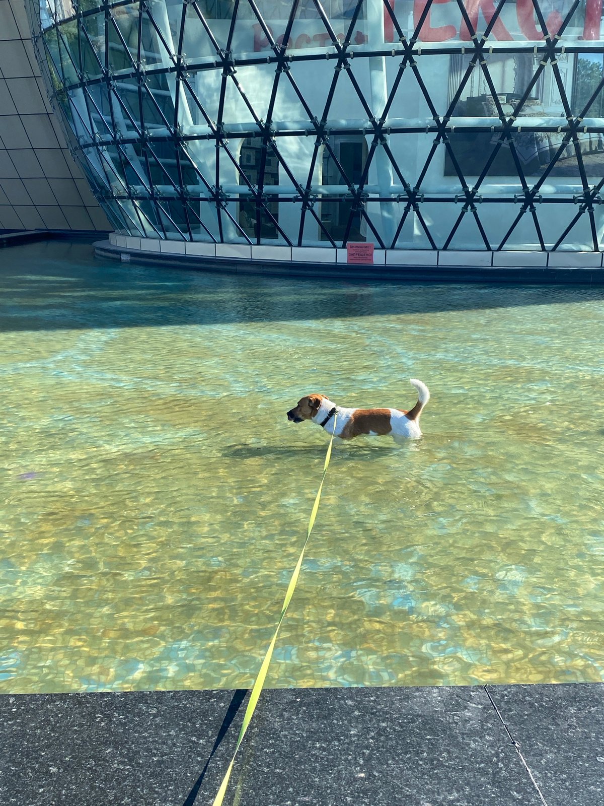 Jack Russell Terrier takes a dip near Saint Petersburg's geodesic dome