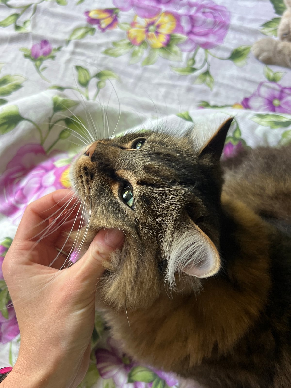 Morning routine with cat in Chaikovsky apartment