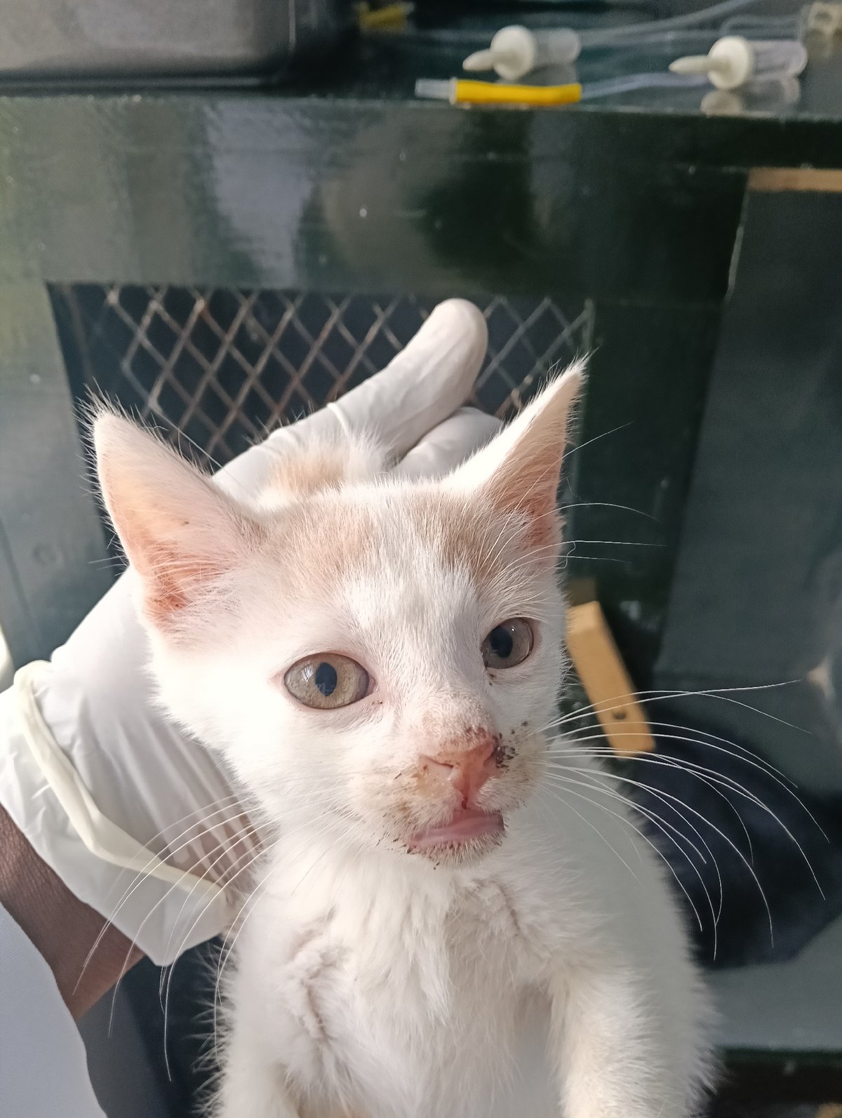 Injured kitten receives veterinary care in Nairobi medical facility