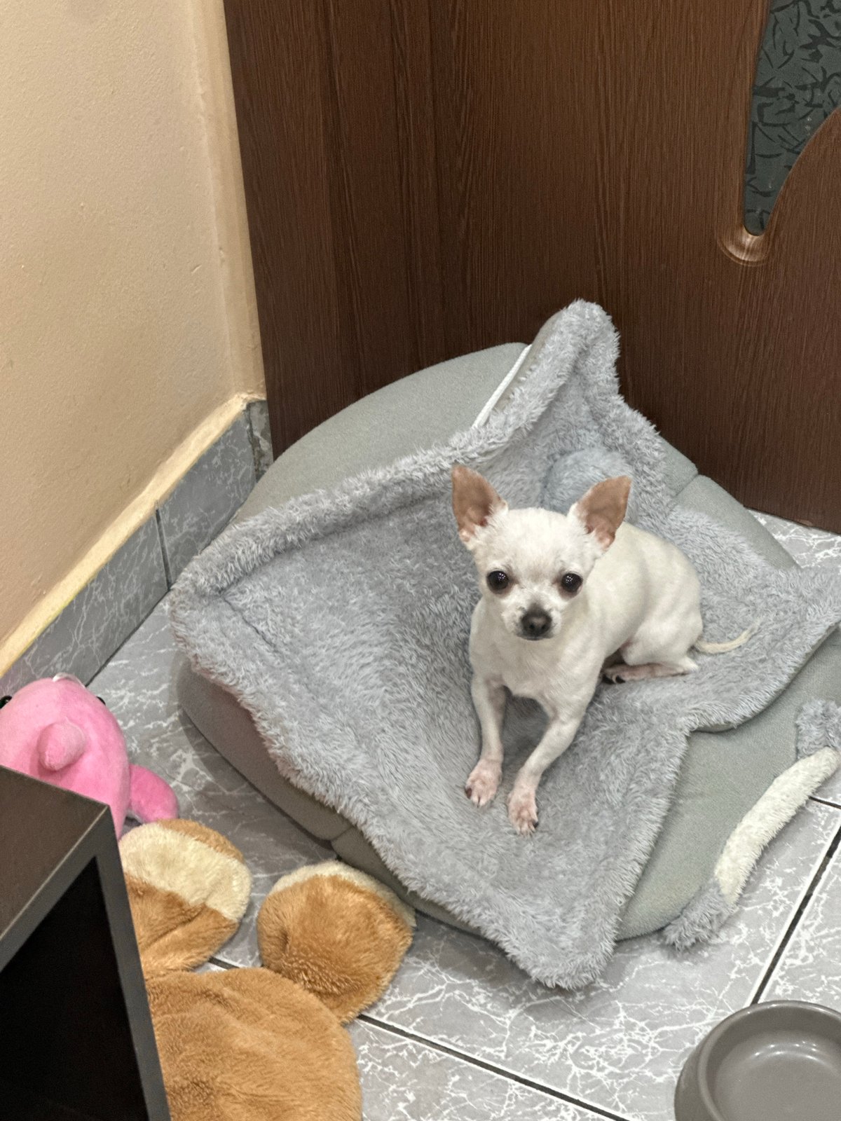 Woman takes morning selfies with Chihuahua in Sliven home
