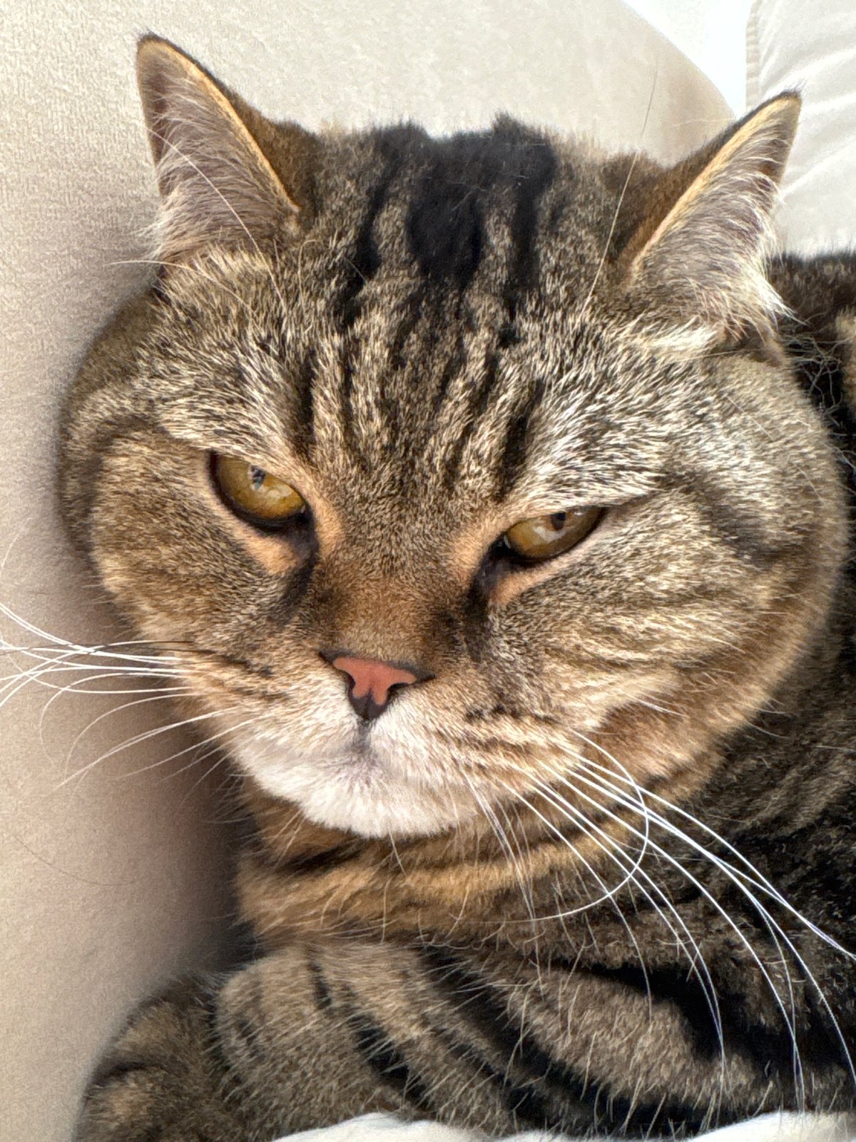Tabby cat close-ups in Mikhaylovsk, Russia