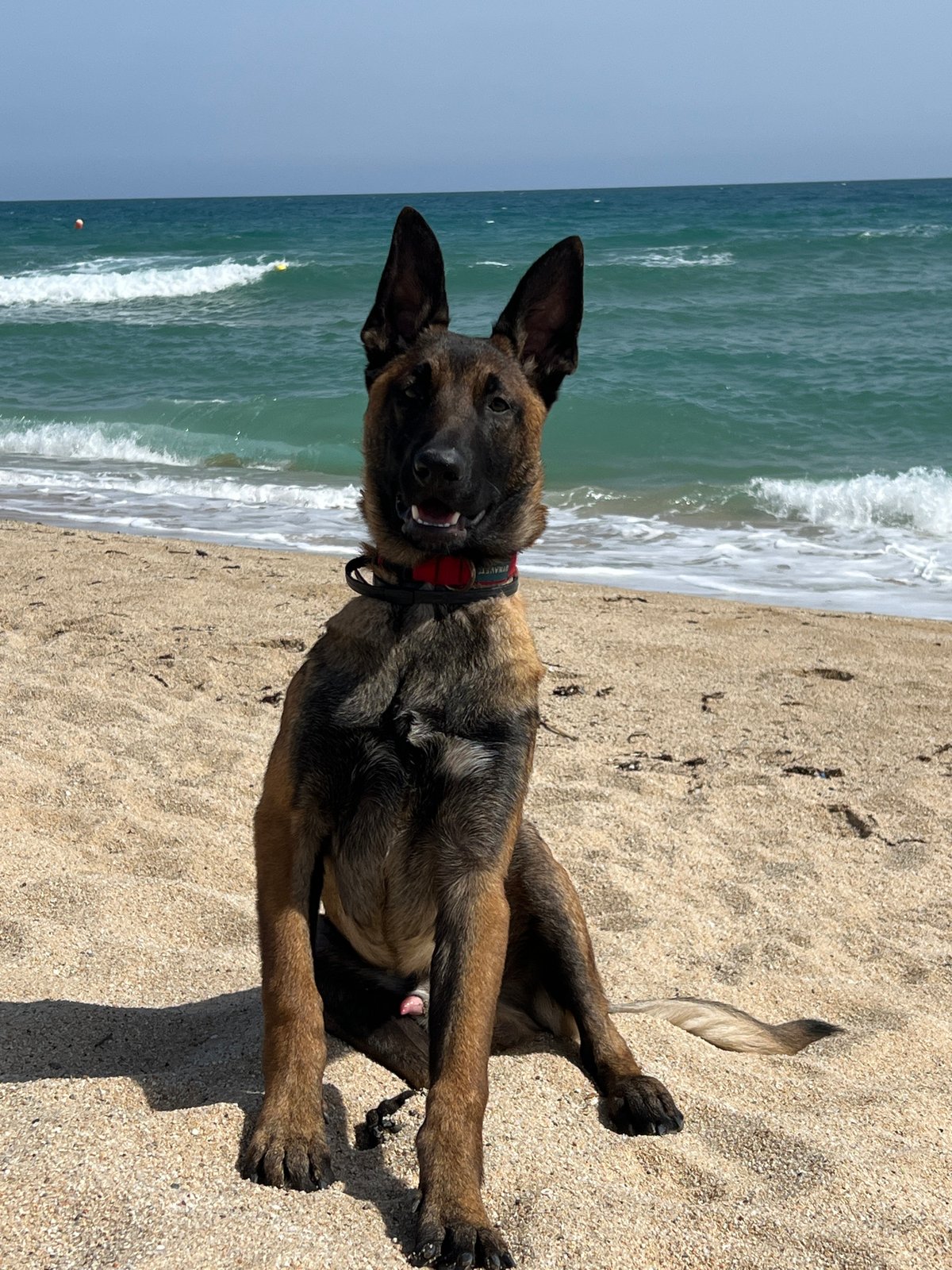 Dogs enjoy sunny afternoon at Spanish beach