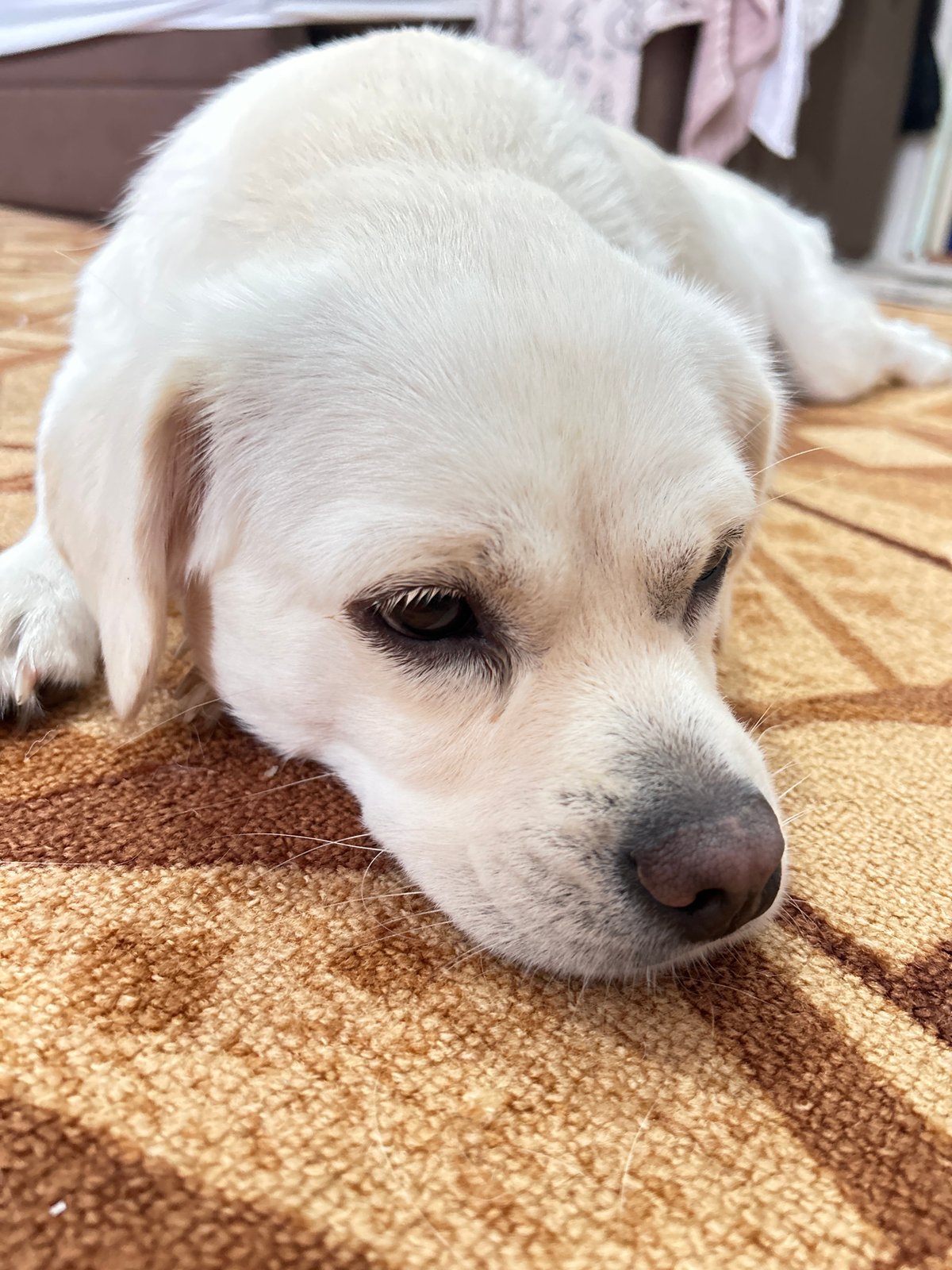 Child plays with dog indoors in Russian home