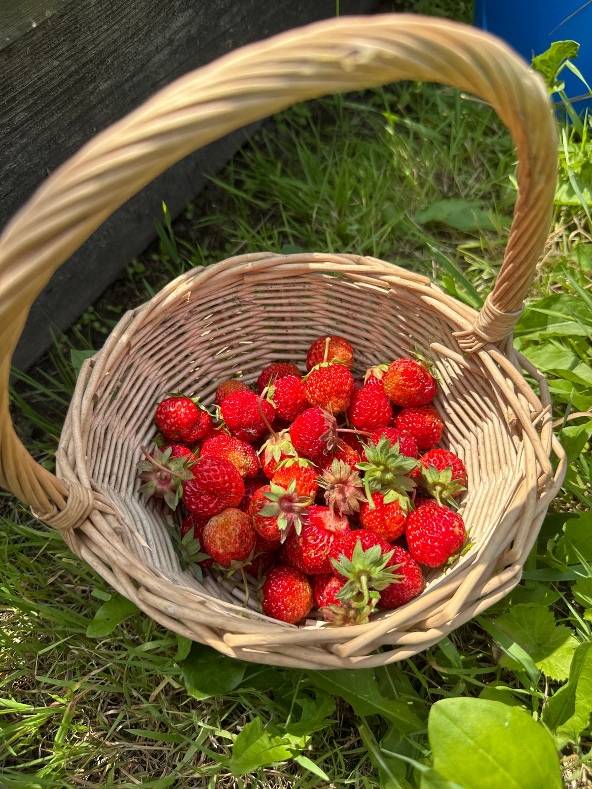 Cats, strawberries, and blooms at a Russian dacha in summer