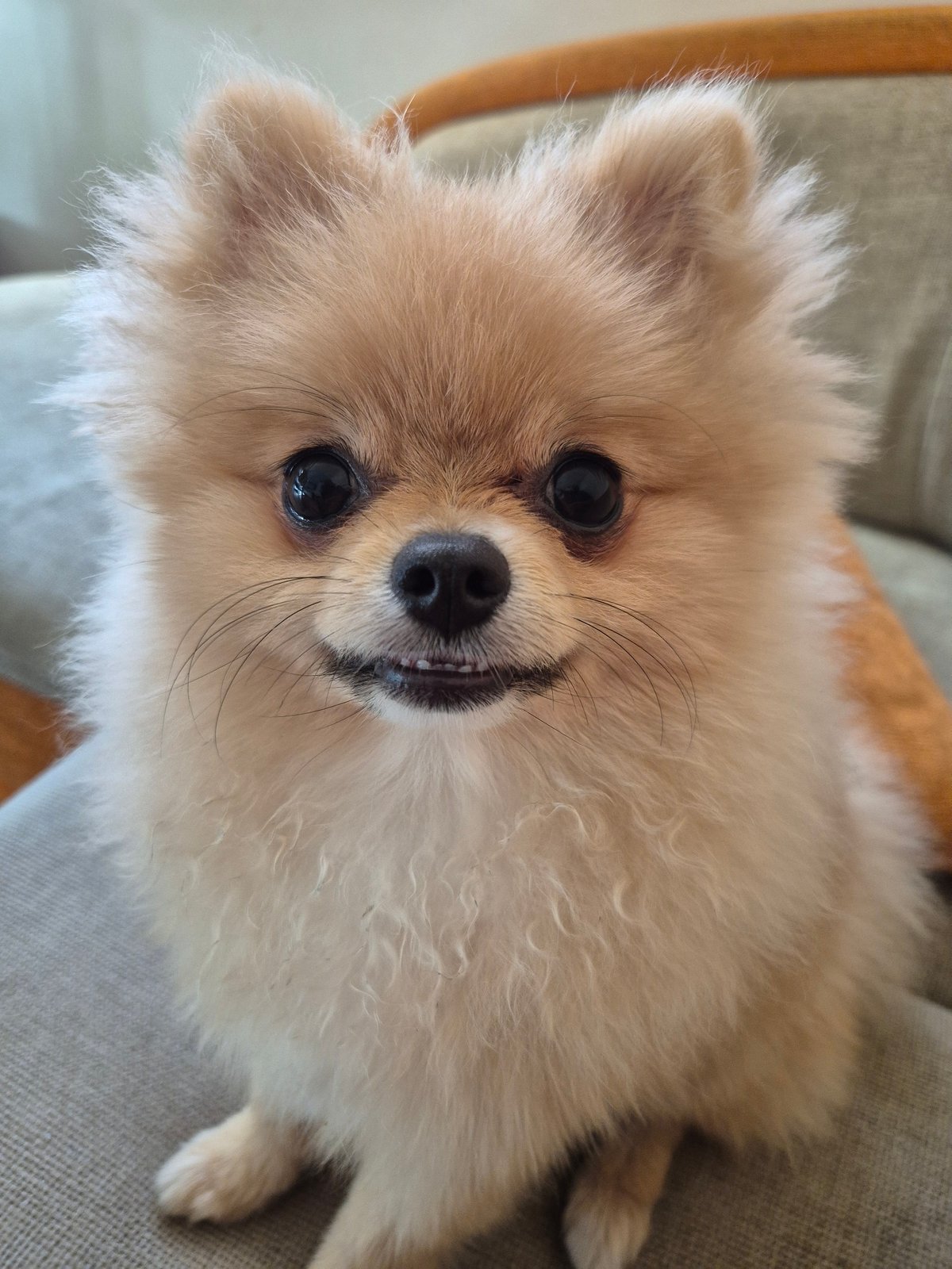 Pomeranians at home in Burgas, captured over a morning