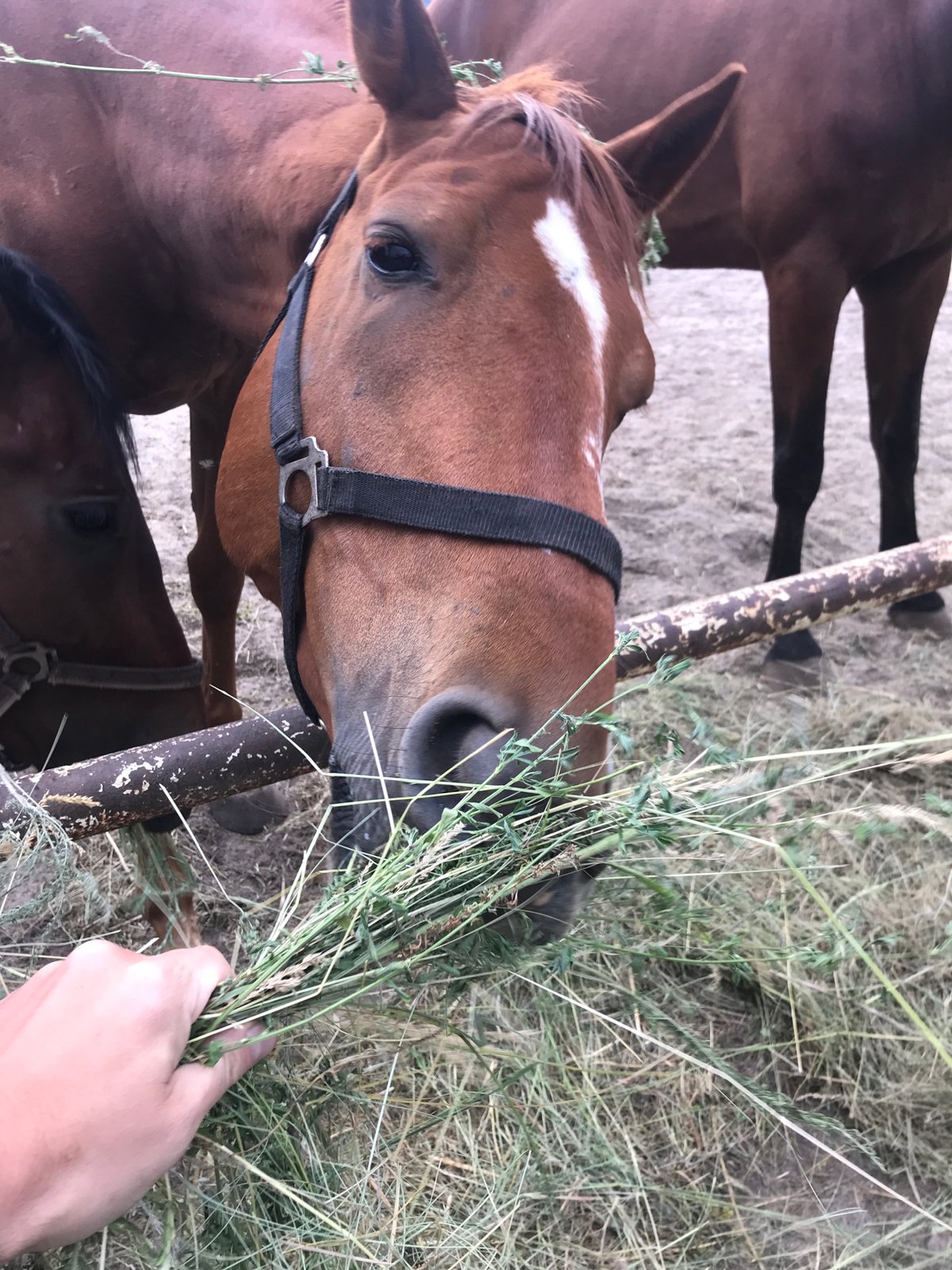 Horses fed and ridden at a Kharkiv stable on a cloudy afternoon