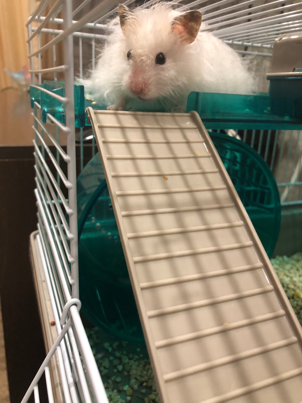 Hamster at home in Solikamsk, with dusk city views