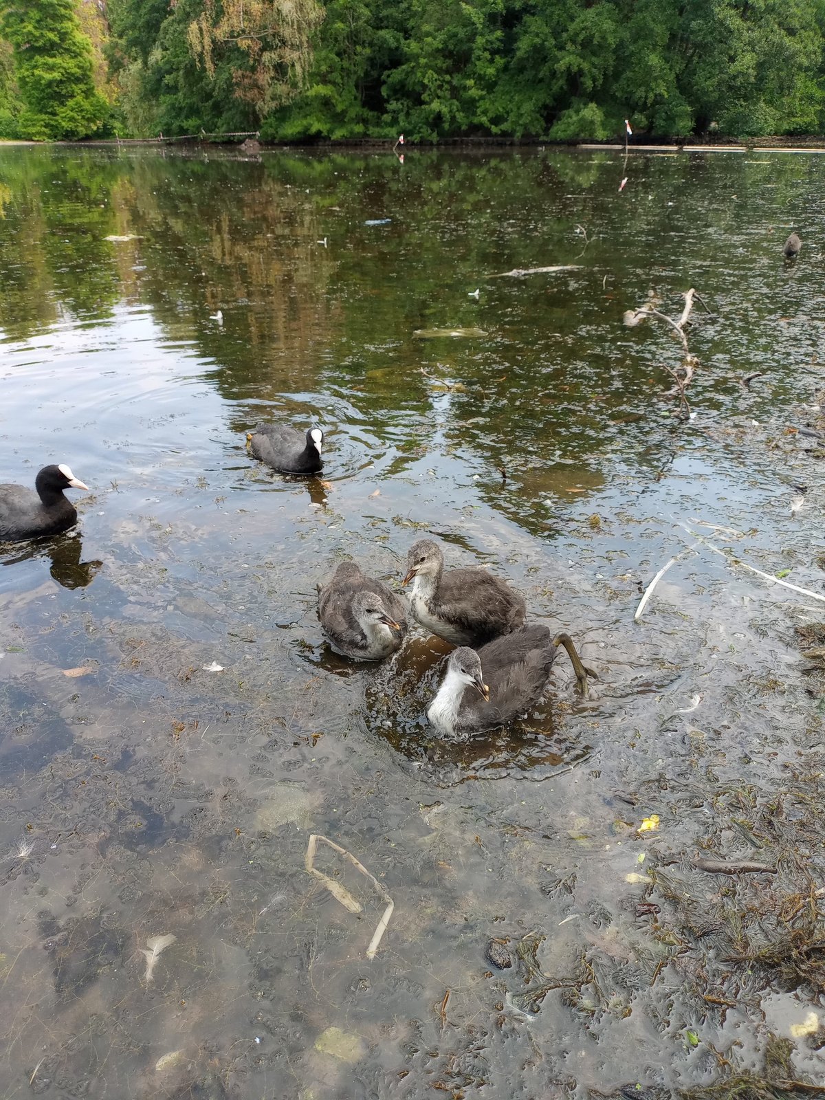 Pond wildlife at a Dortmund lake, ducks and coots up close