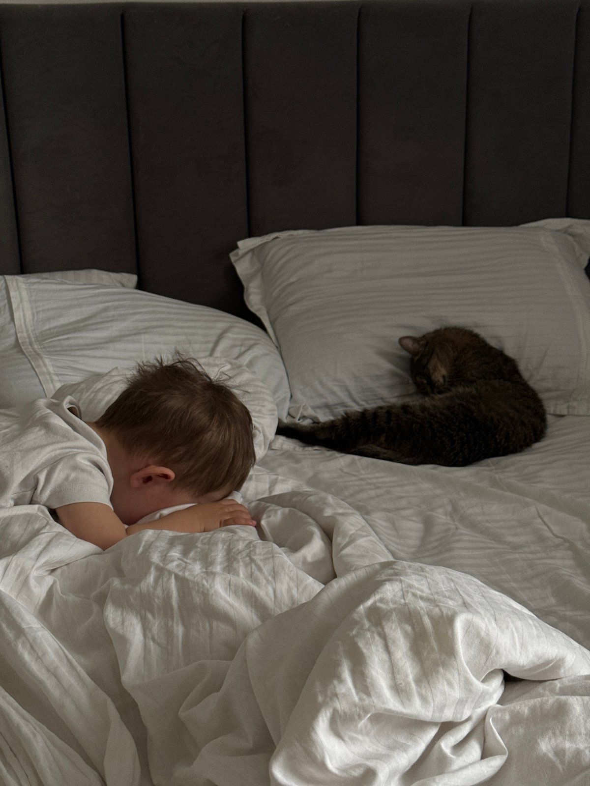 Toddler and cat photographed sleeping peacefully together in bed