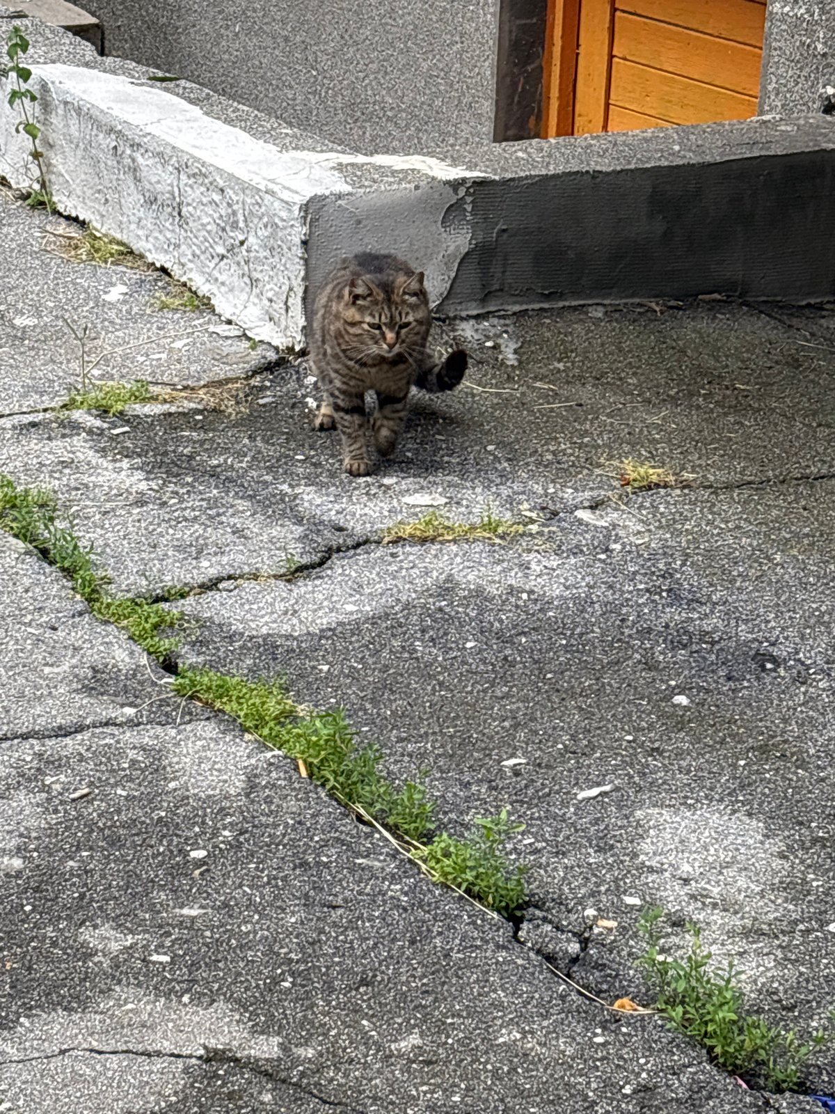 Tabby cat spotted in two Sofia locations Friday morning