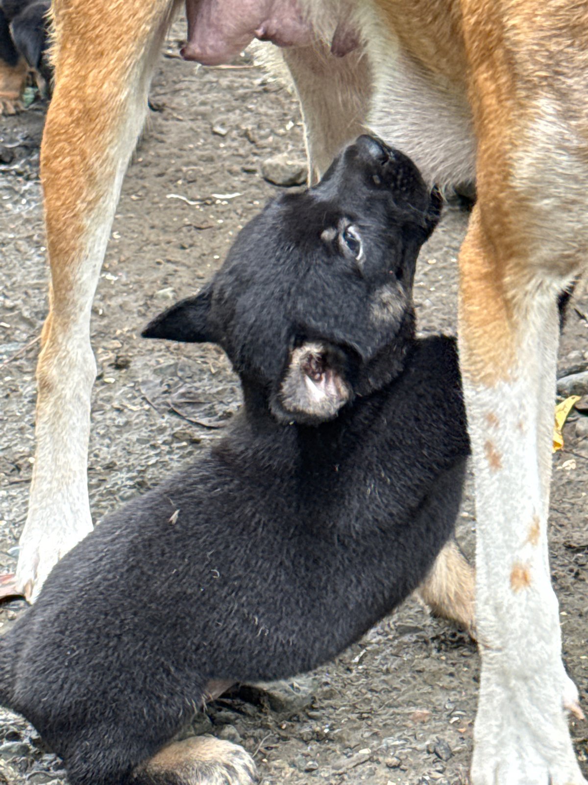Mother dog and her newborn litter in Carmen, Philippines