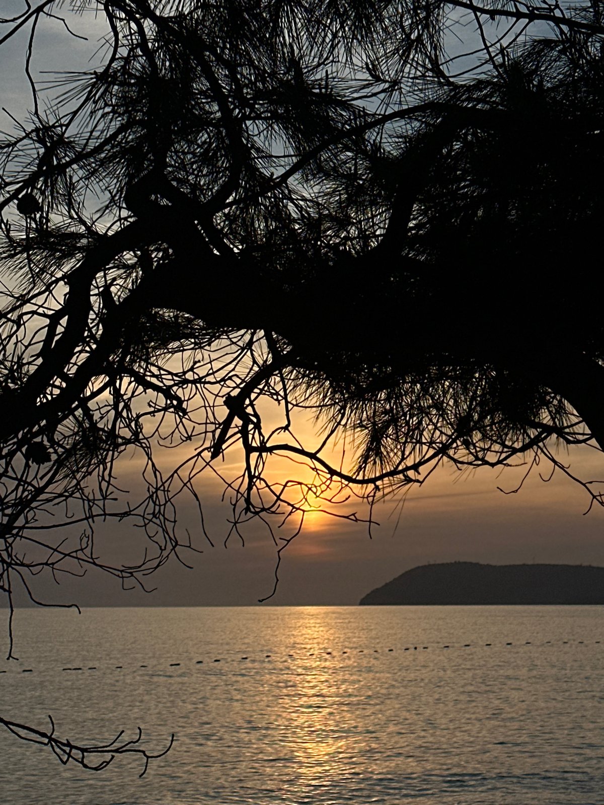 Sunset captured through silhouetted tree over water in Bar Montenegro