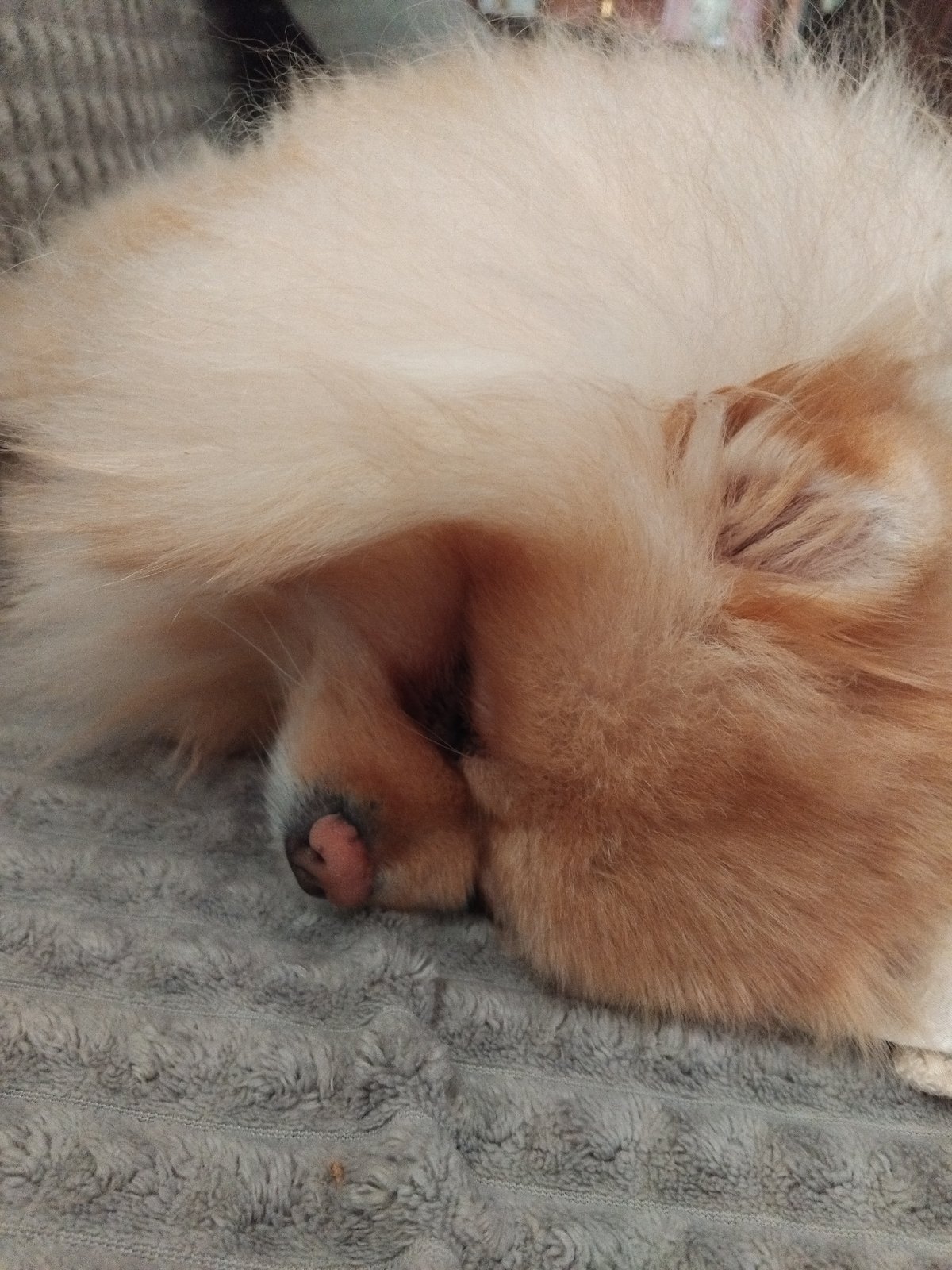 Pomeranian dog sleeps peacefully on couch in Bulgarian town