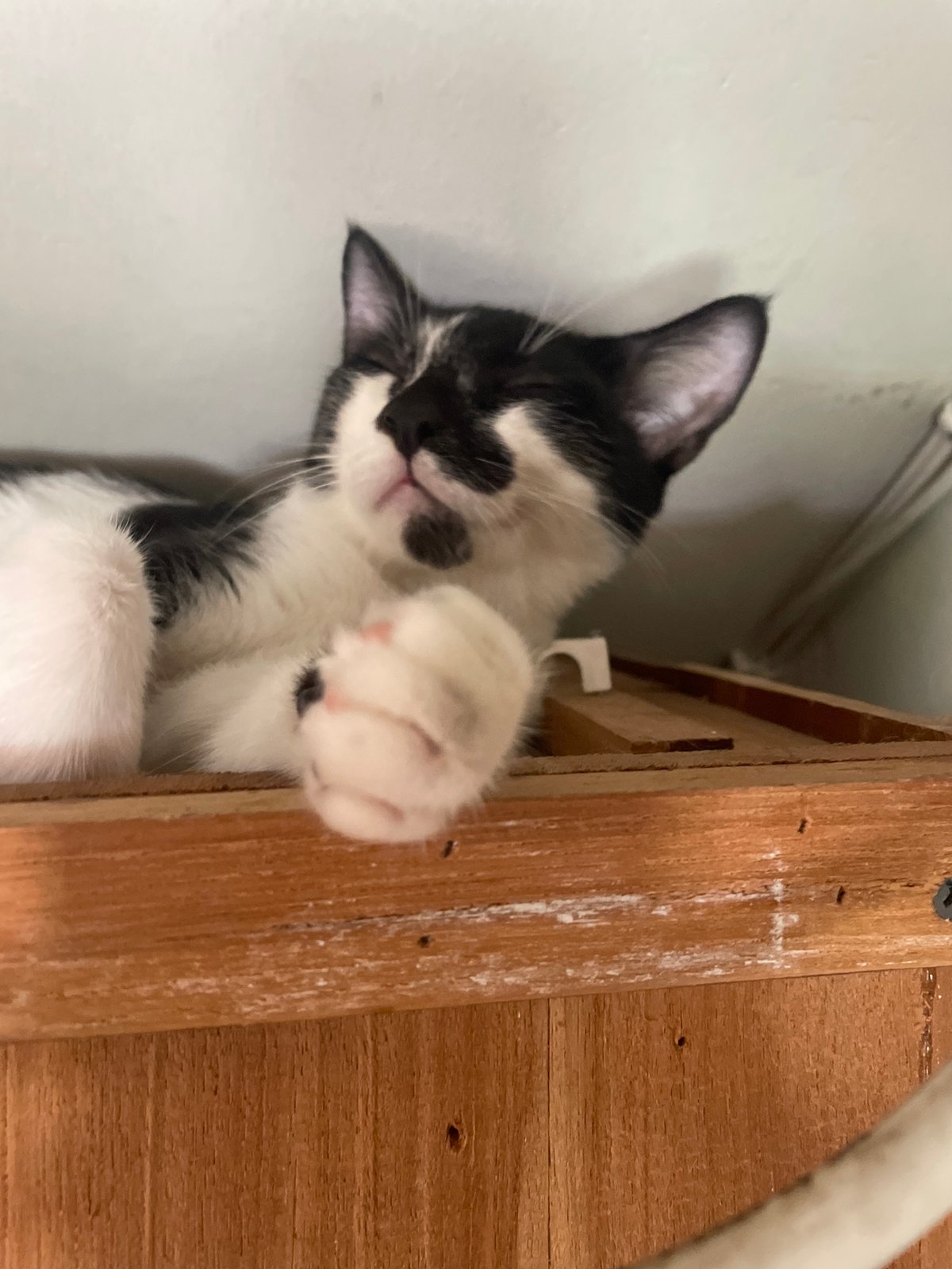 Tuxedo cat observed in various poses near Denpasar electrical outlet
