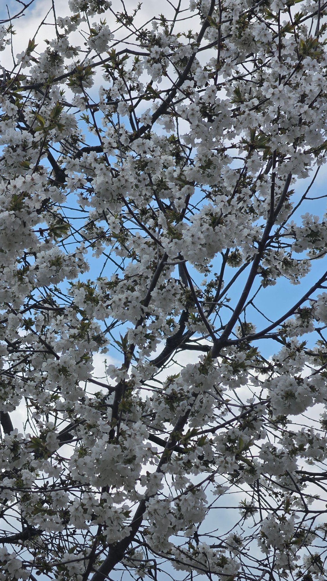 Spring morning scenes captured across Balaleia, Bulgaria