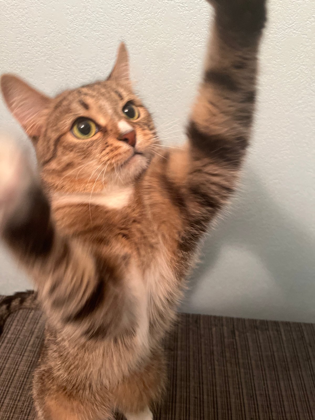 Woman documents skincare routine, cat moments in Izhevsk apartment
