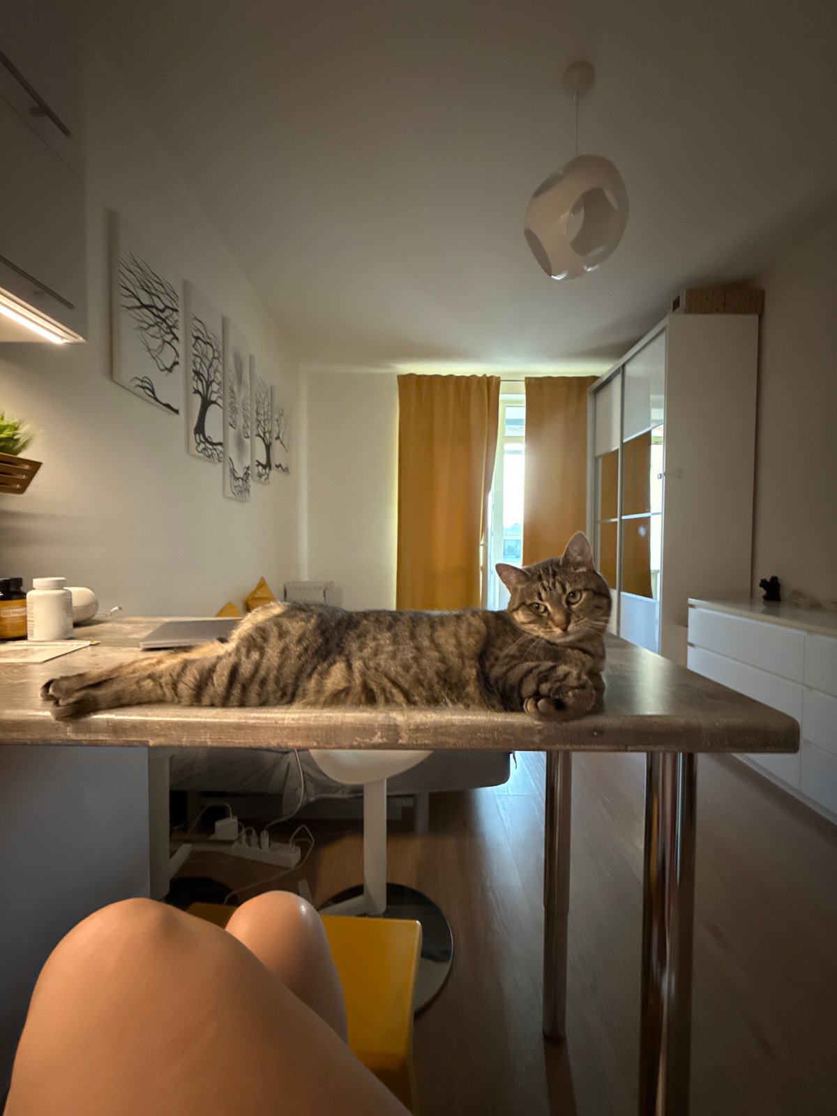 Tabby cat observed resting in Saint Petersburg apartment during sunset