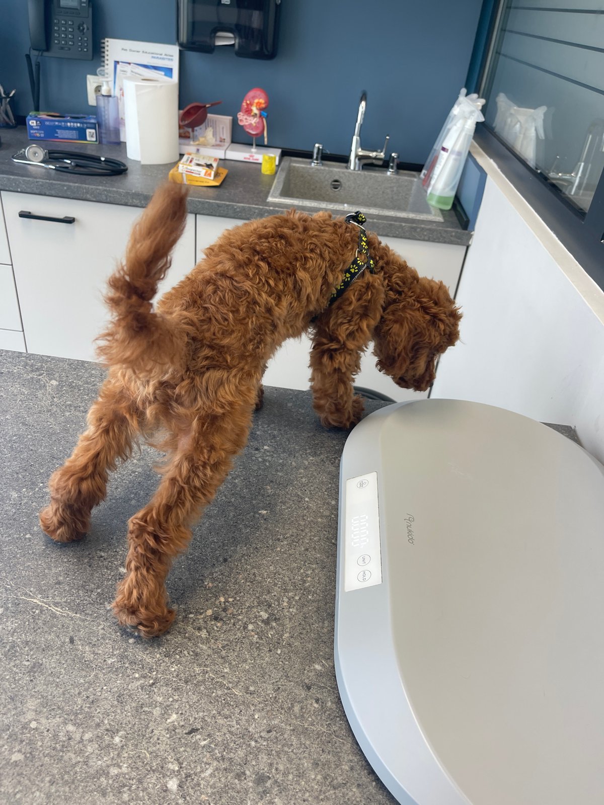 Brown poodle receives routine vet checkup in Sofia clinic