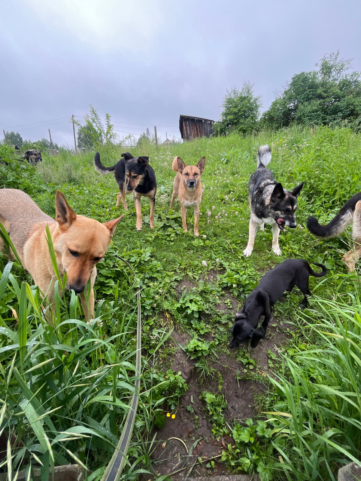 Dog pack explores rural Nizhny Tagil neighborhoods and yards