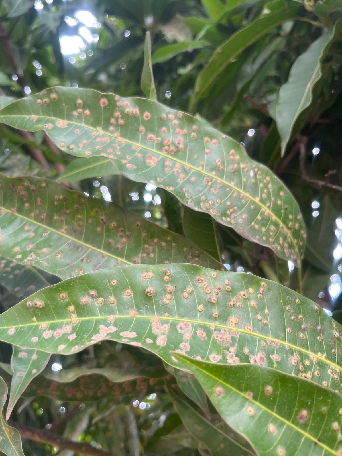 Agricultural survey documents diseased mango trees in Nigerian settlement