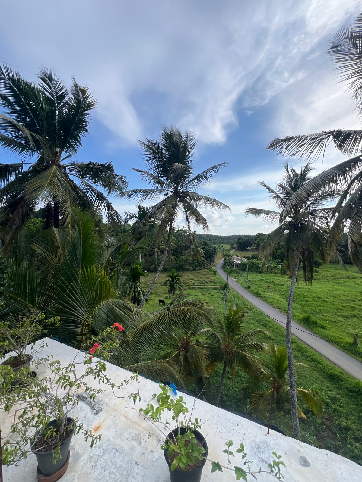 Scooters travel rural road amid palm trees in Sri Lanka