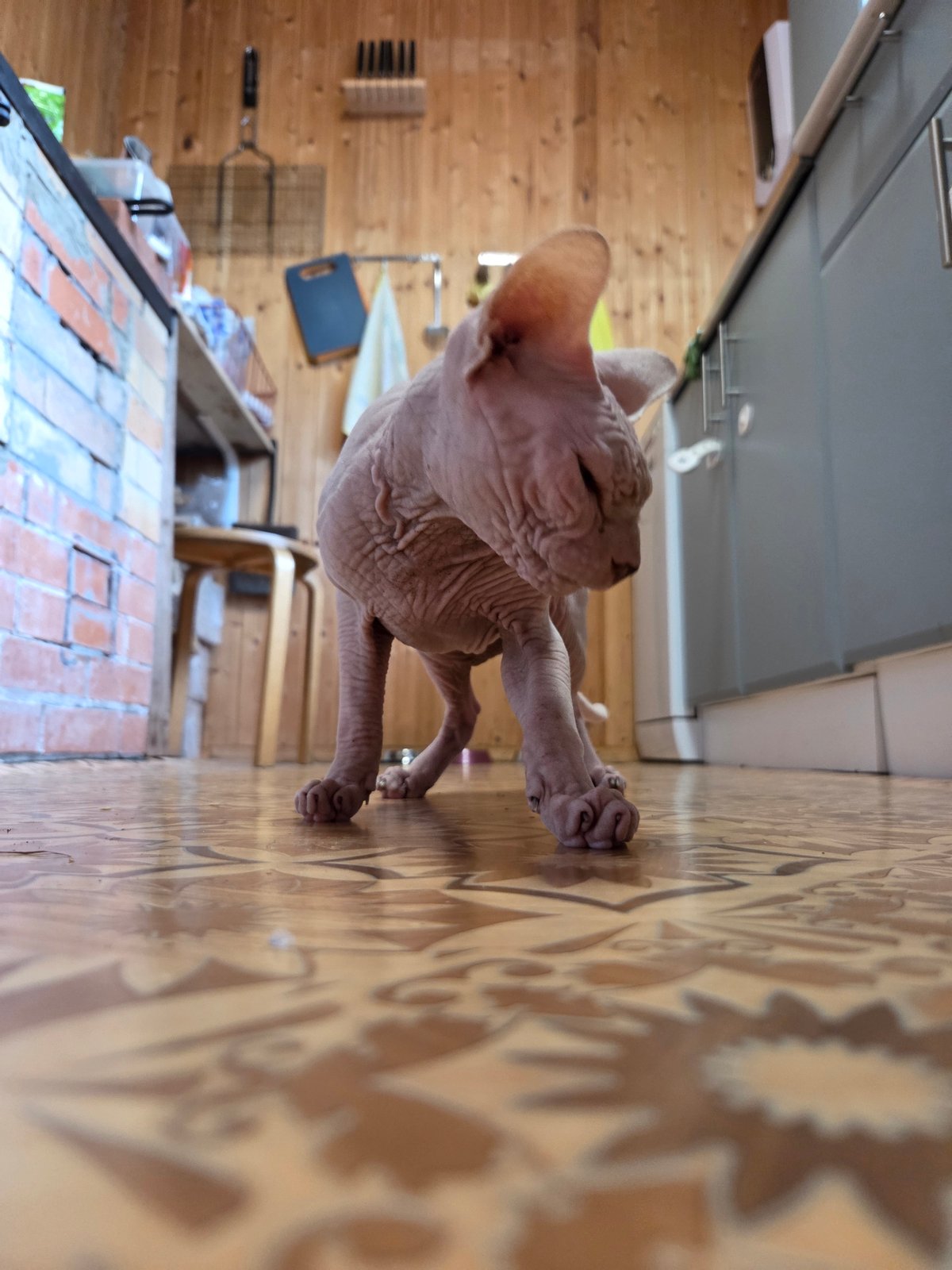 Garden morning in Frolovo: ripe berries, roses, and a sleepy Sphynx cat