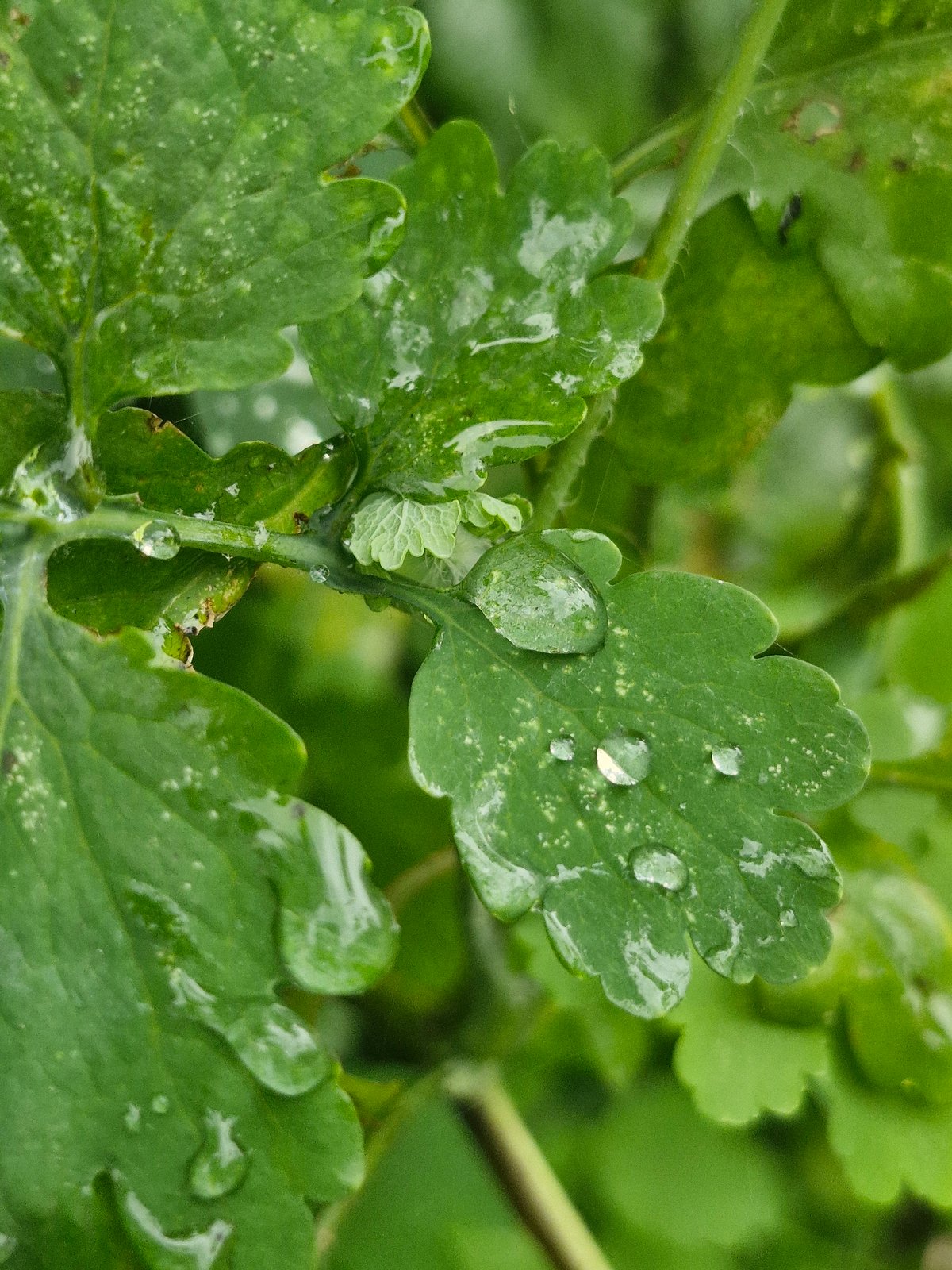 Macro exploration of a wet Latvian garden after rain