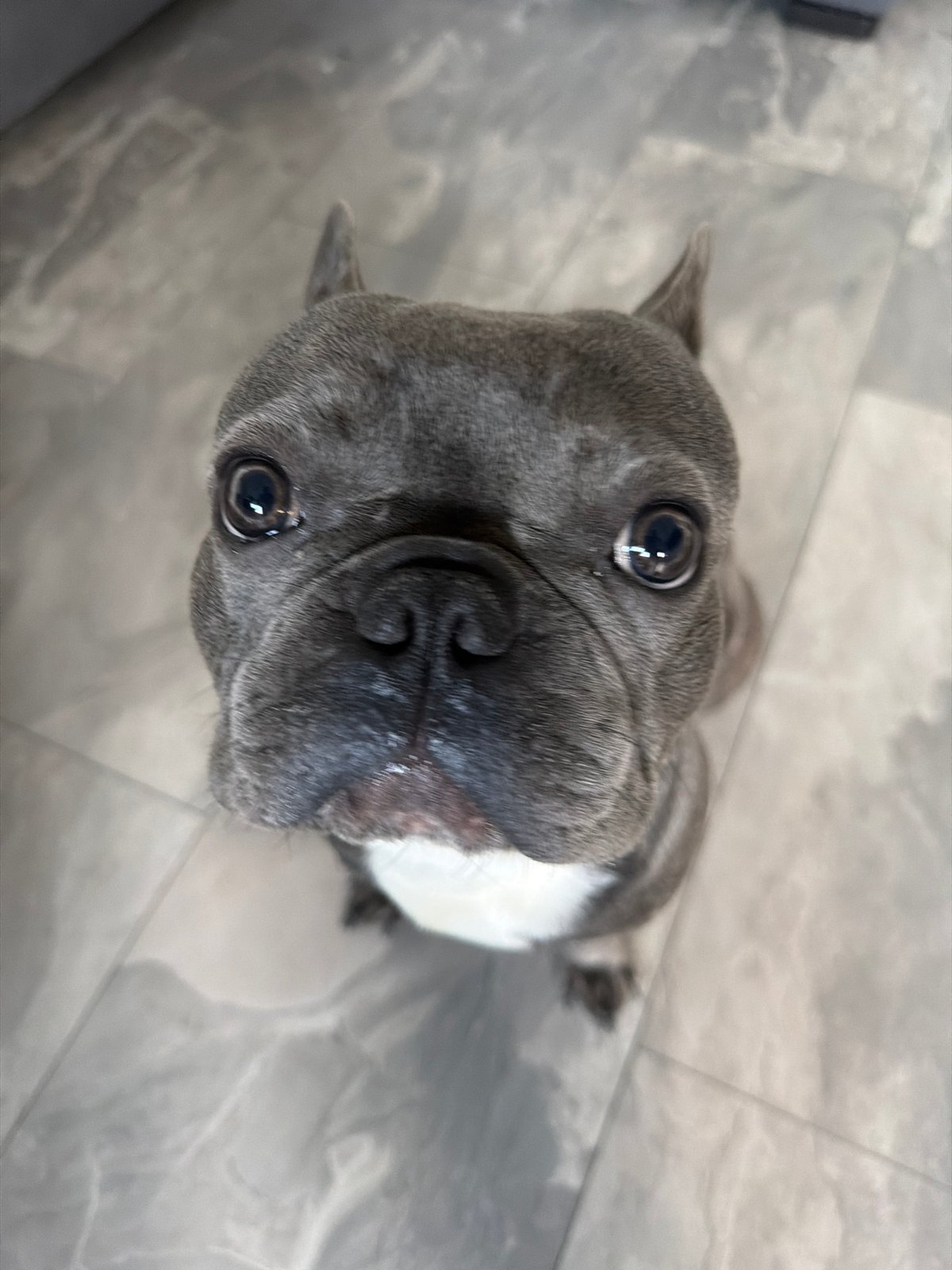 French Bulldog photographed indoors in Ruse, Bulgaria