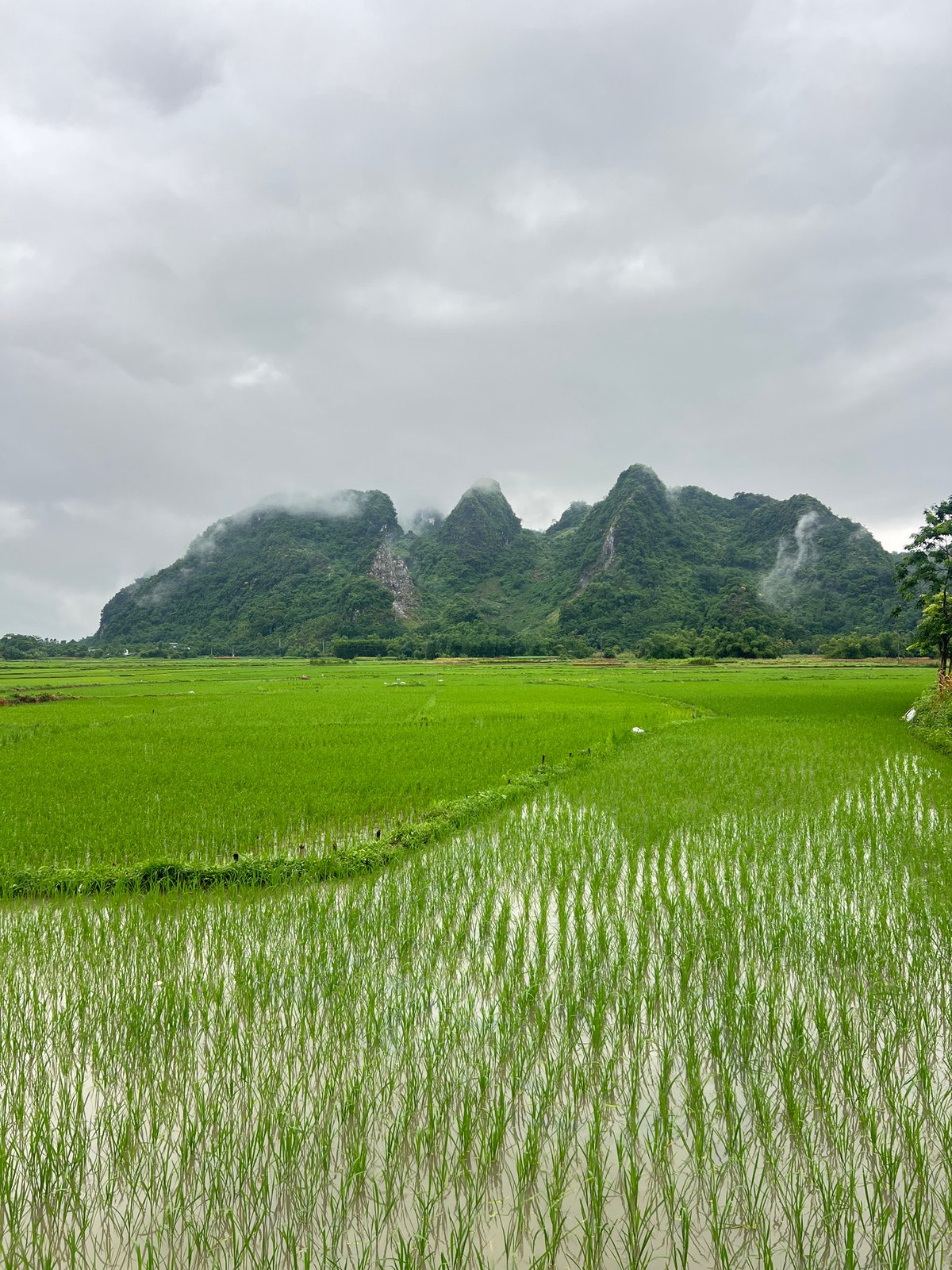 Flooded rice paddies under cloudy skies in rural northern Vietnam