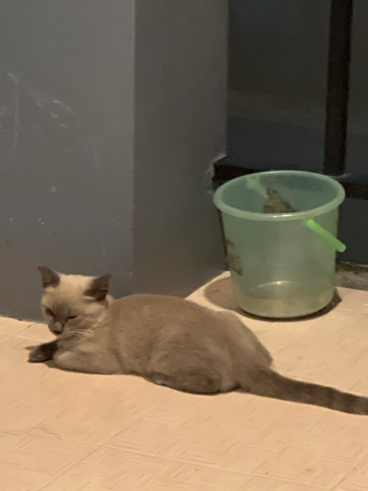 Cats, a modded scooter, and a toy airplane at home