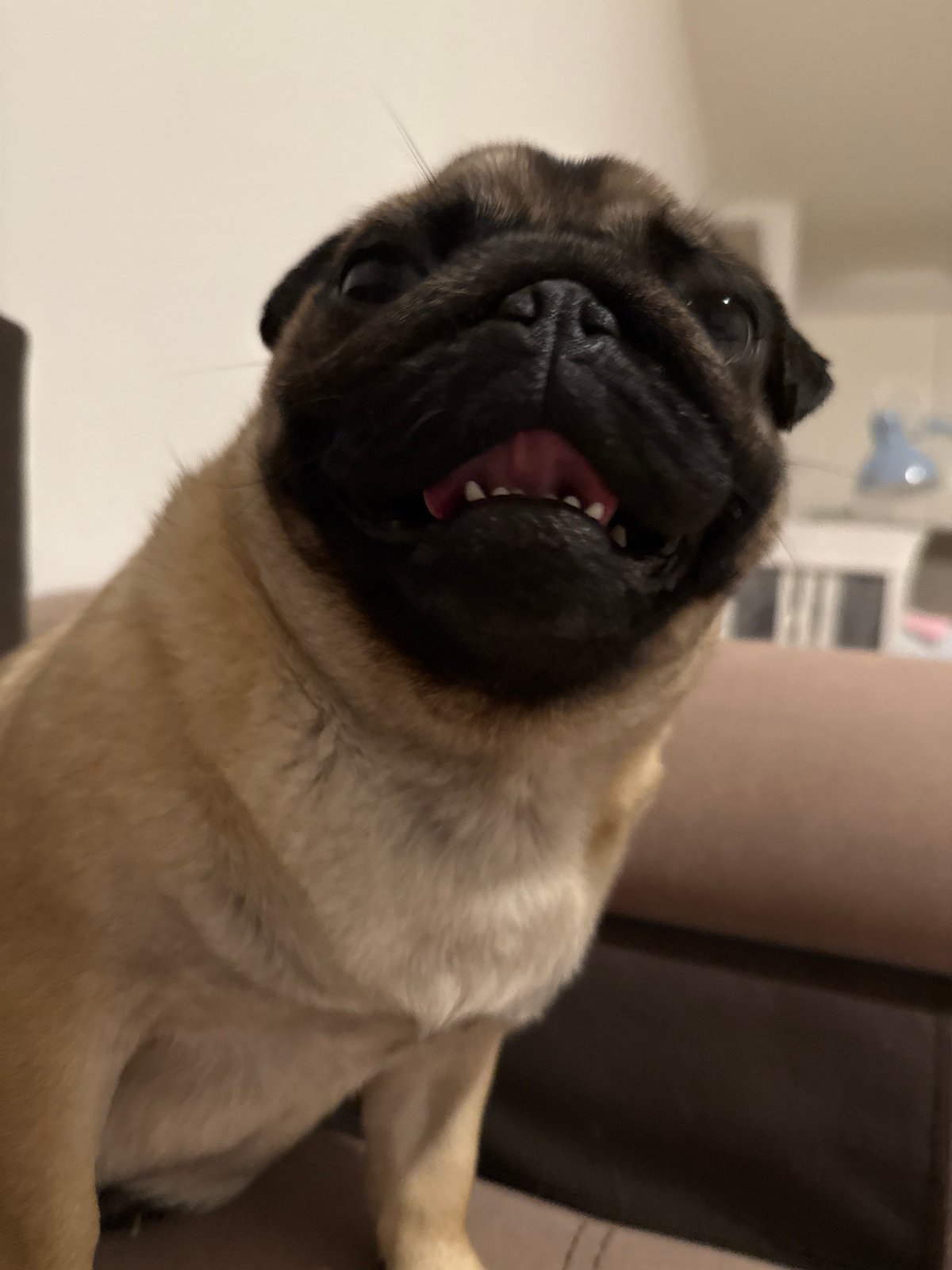 Pugs at play and rest, one cozy evening