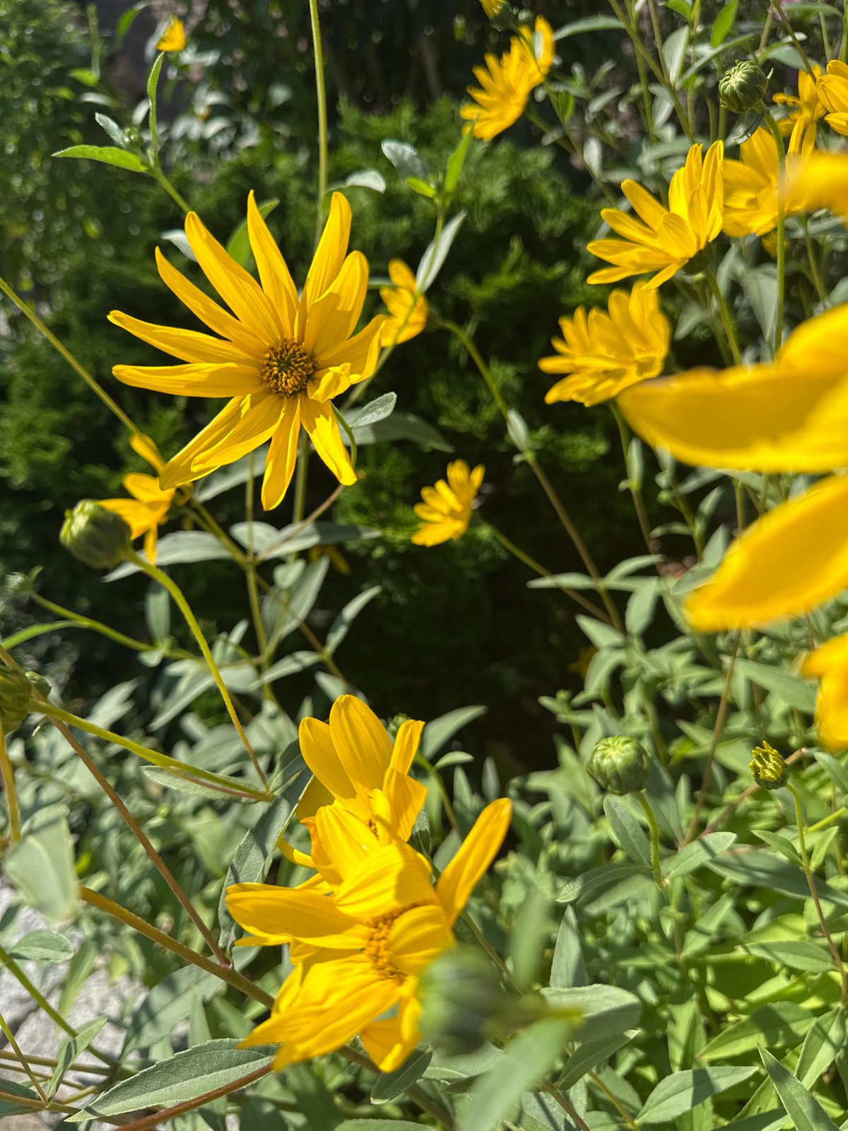 Summer morning on a Krefeld street, flowers and quiet traffic