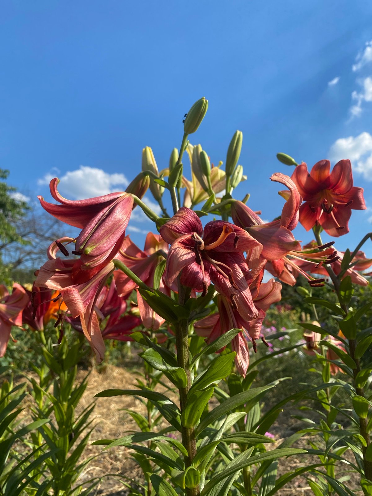 Summer garden blooms and a swallowtail butterfly in Ustyvytsia