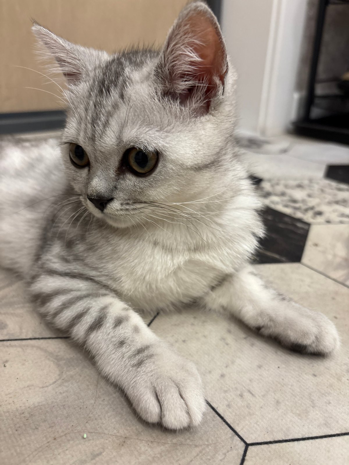 Domestic moments captured with woman, child, kitten in Izhevsk residence