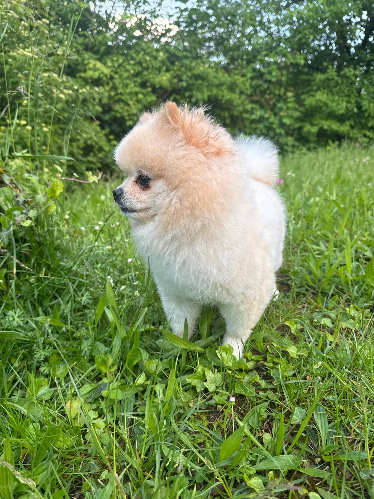 Pomeranian dog photographed in multiple poses around German town