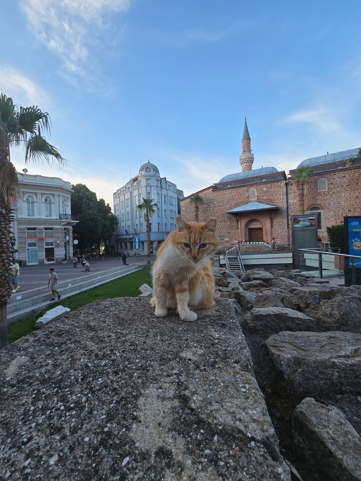 Orange cat spotted resting on stone wall in urban area