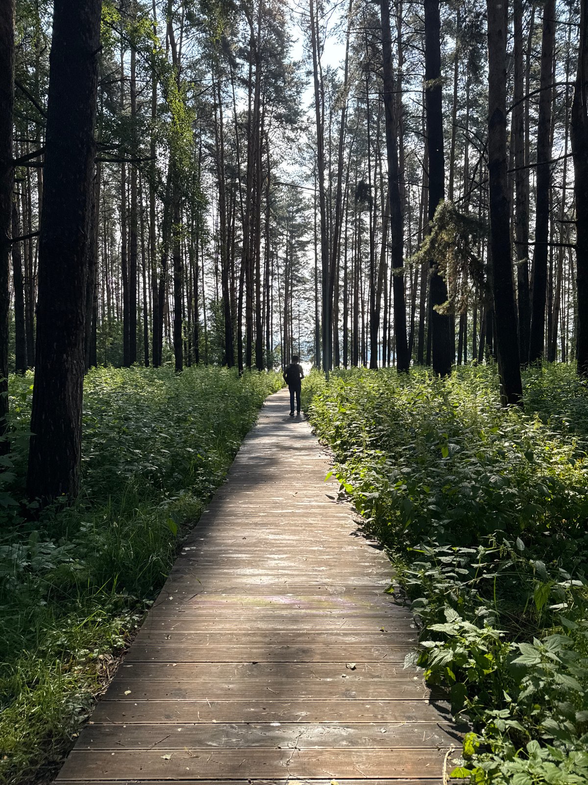 Summer morning in Chaikovsky: forest paths and a baby at home