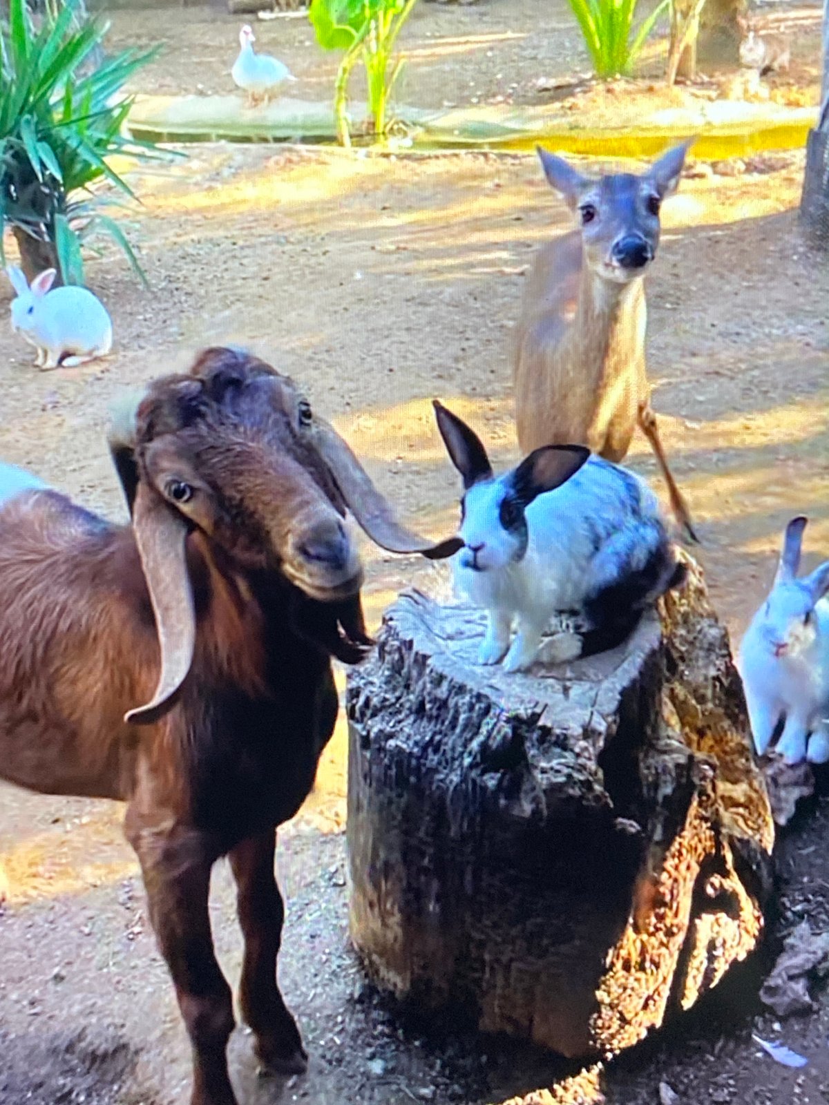 Animals interact at Tinaquillo facility during evening hours