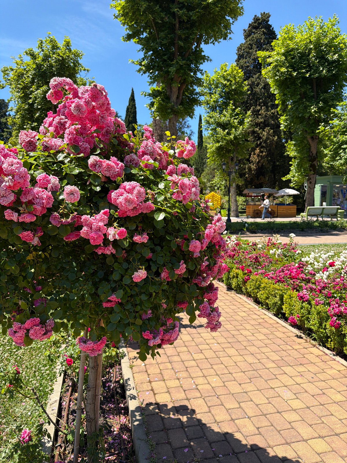 Sunny morning through Sochi's parks, gardens, and riverside spots