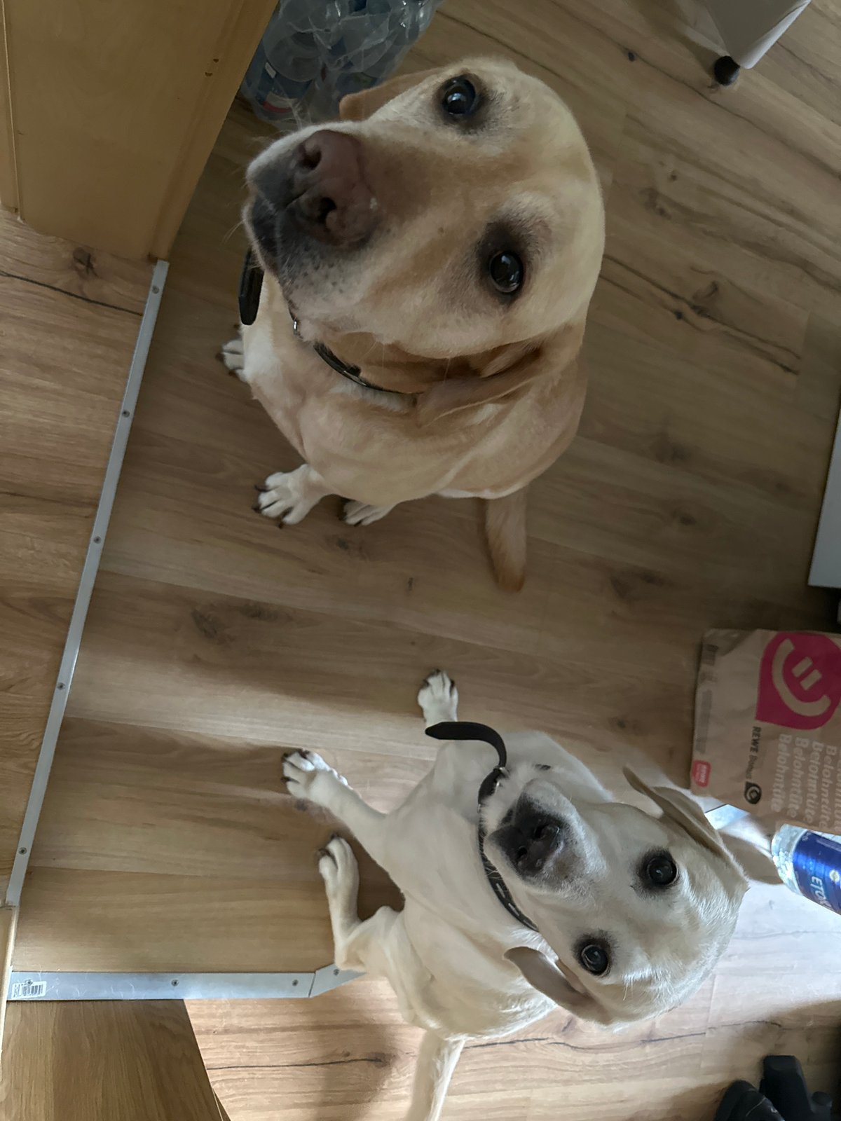 Two Labradors and a quiet Arnstadt street, same minute