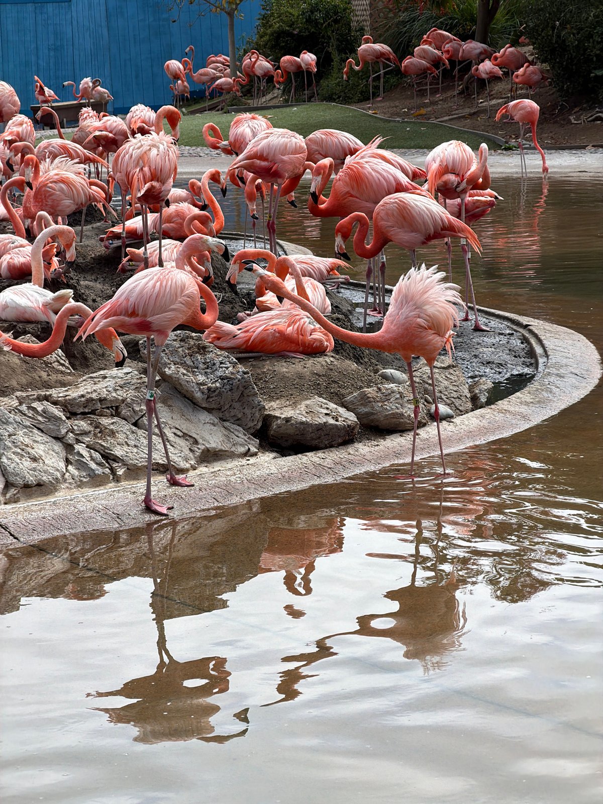 San Diego Zoo Animal Shows Draw Evening Visitors