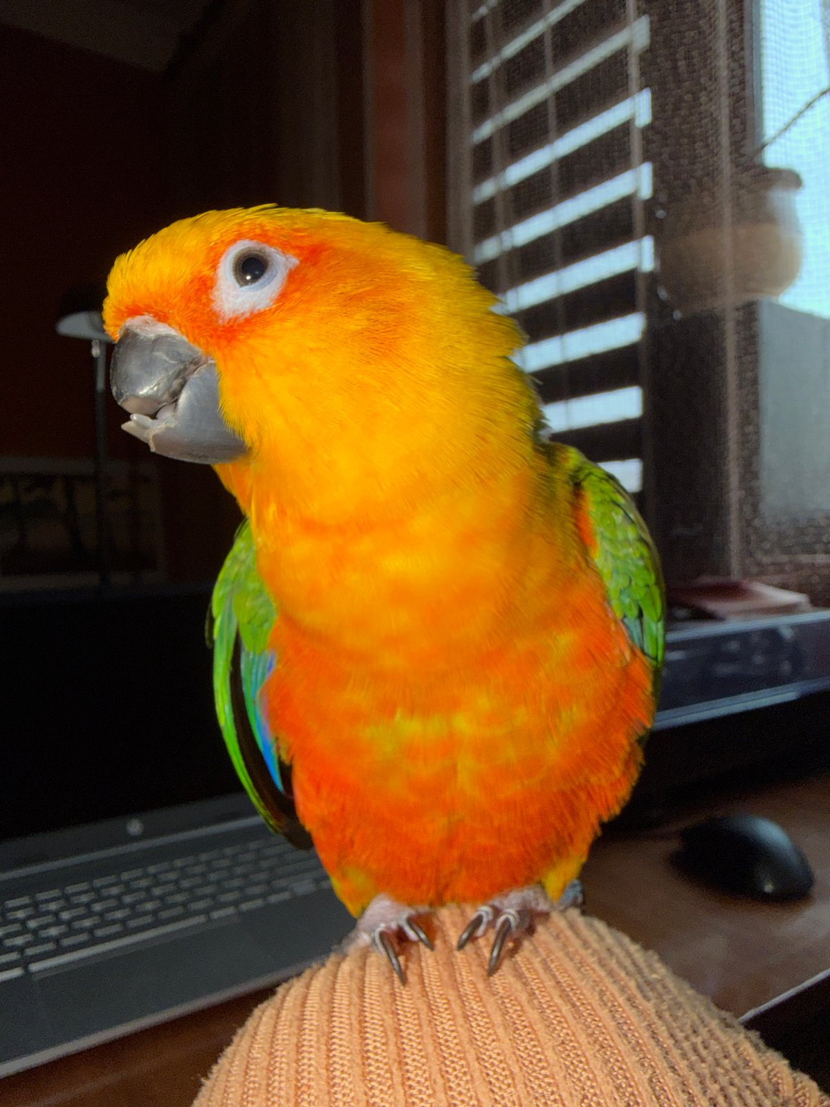 Colorful Sun Conure Parrot Spotted Perched on Surface