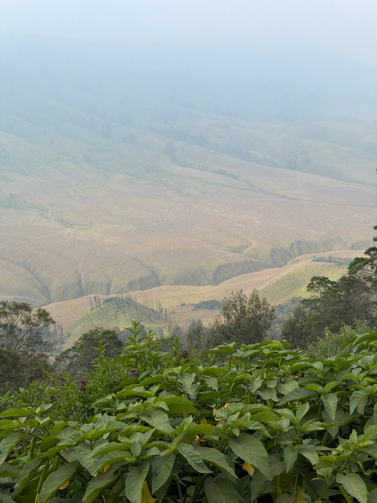 Misty morning views across Ngadas' volcanic highlands