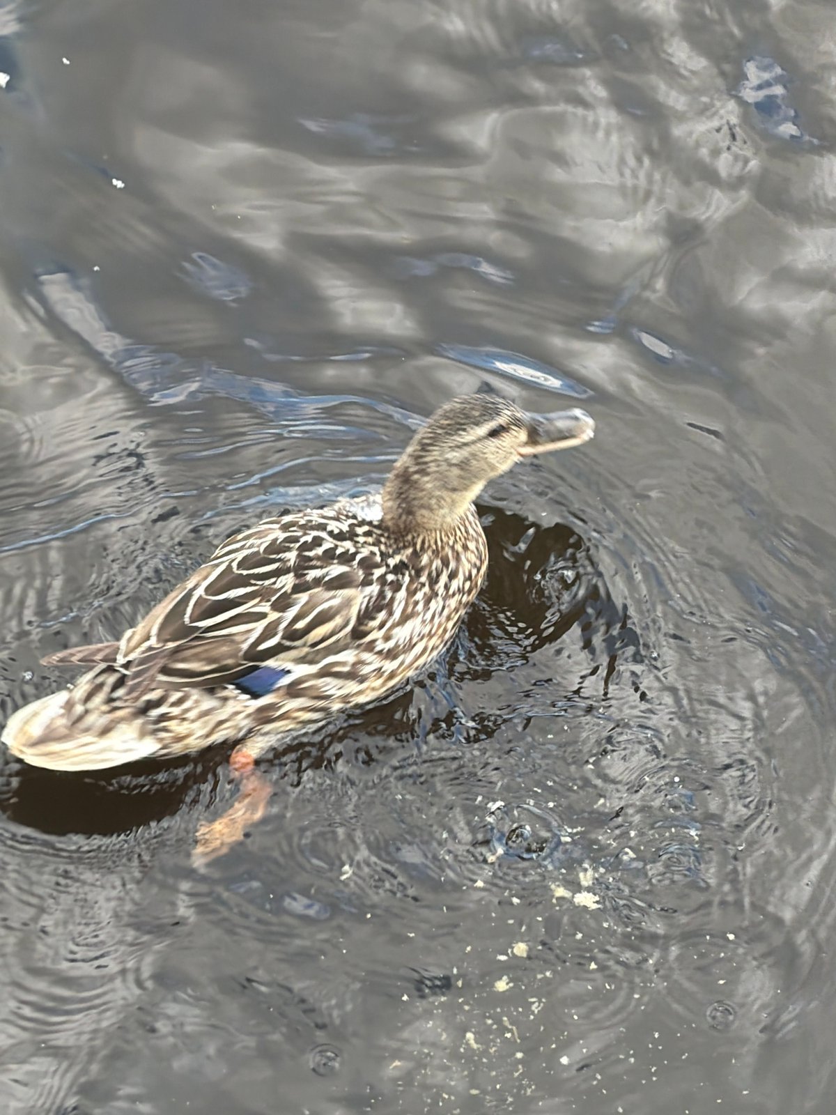 Ducks, volleyball, and park life on the Kama River