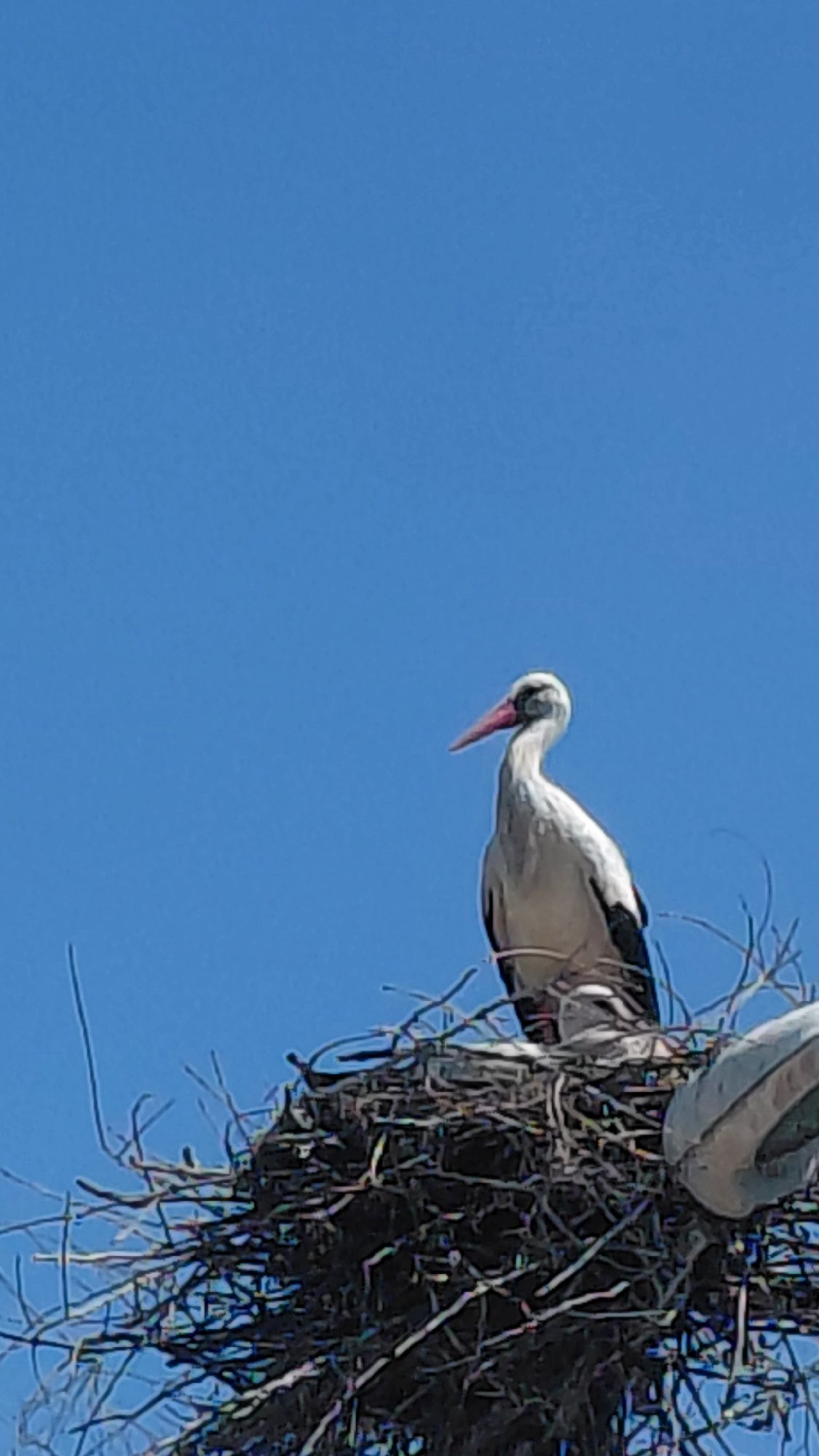 White storks nest atop utility pole observed Sunday morning
