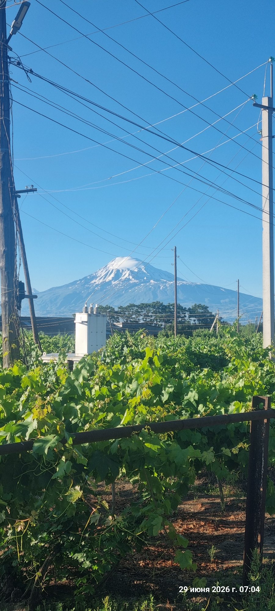 Vineyards and walnut trees near Alashkert with Ararat in view