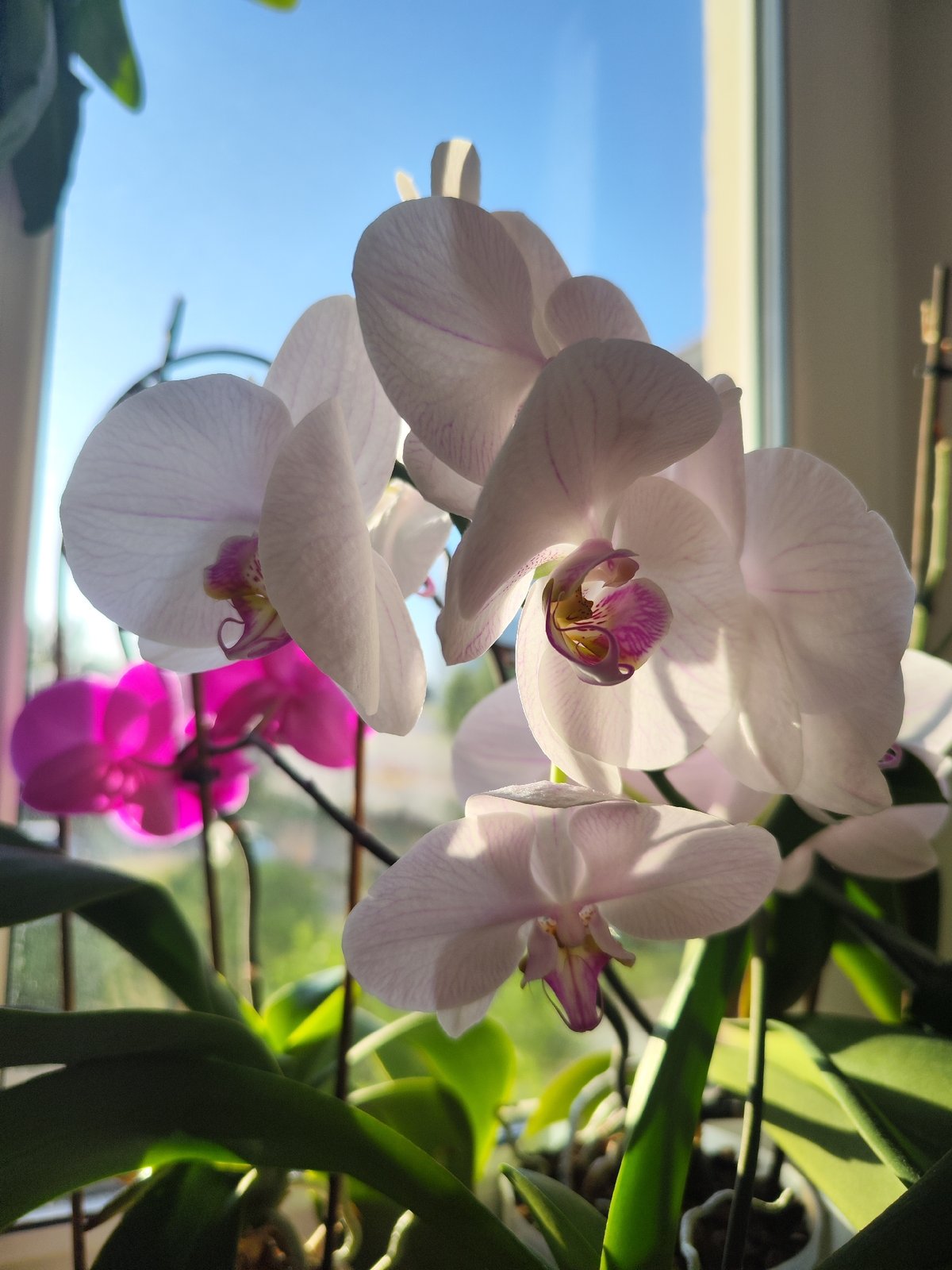 Family moments and orchid blooms captured in Chaikovsky, Russia