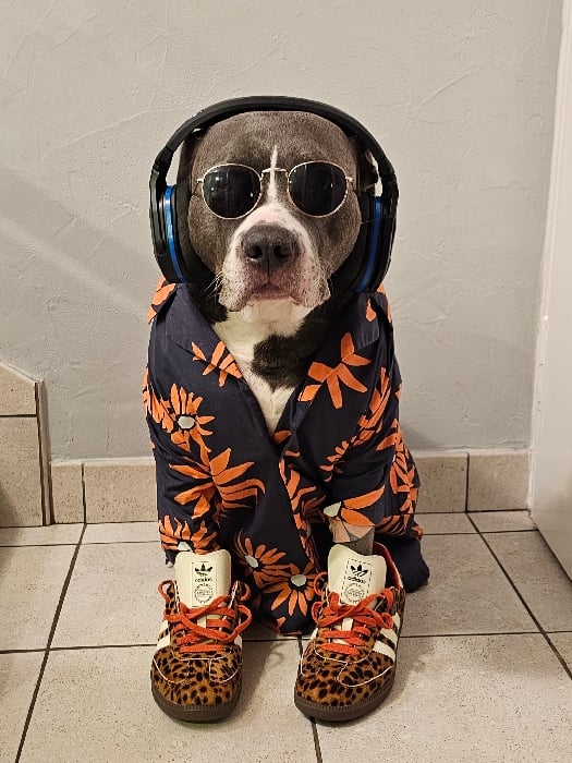 Styled pet photos and home scenes documented in Luxembourg
