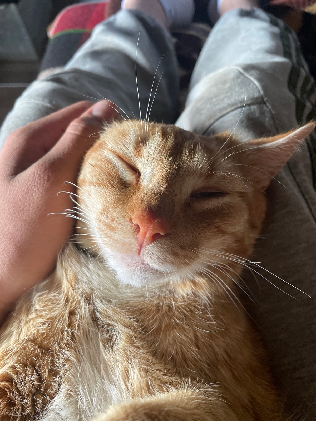 Quiet pet moments captured in Bulgarian town afternoon