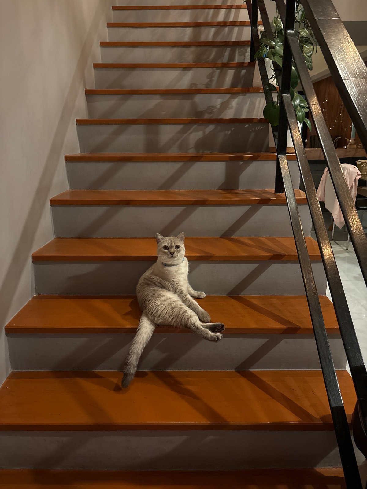 Cat on stairs and pretend driving in Choeng Thale